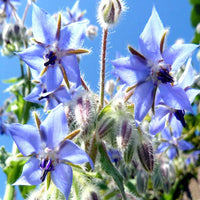 Mixed Borago Flower seeds for Planting - Easy to Grow, Heirloom & GMO Free Seeds for Home Garden
