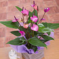 Violet Anthurium Flower Seeds Flower seeds for Planting Seasonal Bloomer Heirloom & GMO Free Seeds for Home Garden