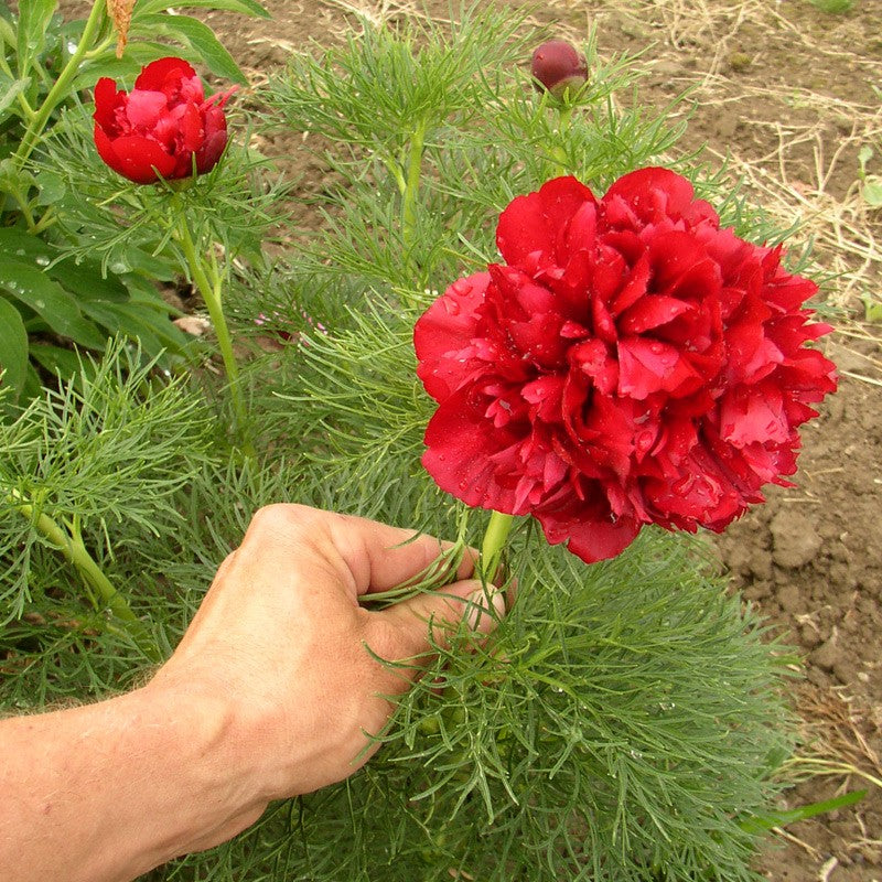 Paeonia Flower seeds for Planting - Easy to Grow, Heirloom & GMO Free Seeds for Home Garden