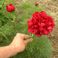 Paeonia Flower seeds for Planting - Easy to Grow, Heirloom & GMO Free Seeds for Home Garden