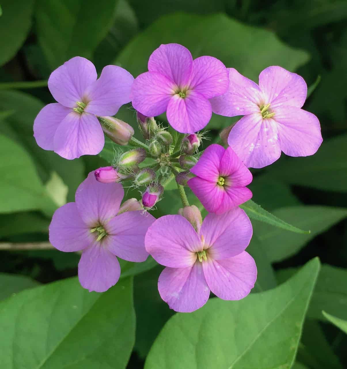 Violet Dame's Rocket Flower seeds for Planting Fragrant Blossoms Heirloom & GMO Free Seeds for Home Garden
 
 Sale