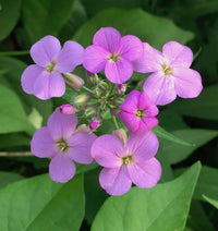 Violet Dame's Rocket Flower seeds for Planting Fragrant Blossoms Heirloom & GMO Free Seeds for Home Garden
 
 Sale