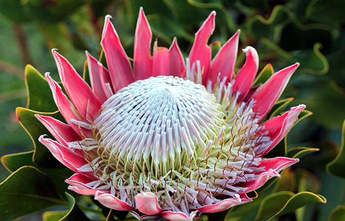 Pink Protea Flower seeds for Planting - Pollinator Friendly, Heirloom & GMO Free Seeds for Home Garden