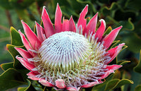 Pink Protea Flower seeds for Planting - Pollinator Friendly, Heirloom & GMO Free Seeds for Home Garden