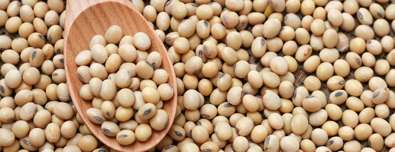 Protein rich soybean seeds non GMO for planting