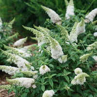 White Butterfly Bush Flower seeds for Planting - Shade Tolerant, Heirloom & GMO Free Seeds for Home Garden