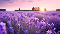 Provence Lavender Seeds for Planting