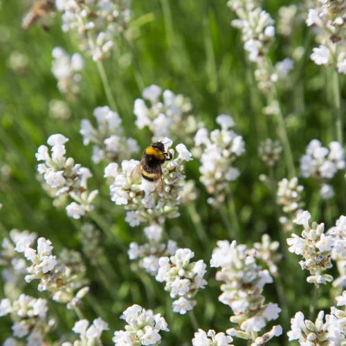 White Provence Lavender Flower seeds for Planting - Drought Tolerant, Heirloom & GMO Free Seeds for Home Garden