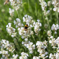 White Provence Lavender Flower seeds for Planting - Drought Tolerant, Heirloom & GMO Free Seeds for Home Garden