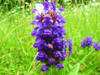Prunella vulgaris Heal All seeds for home herb garden