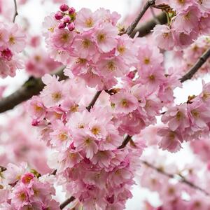 Pink Fraseri Serrulata Flower seeds for Planting - Perfect for Borders, Heirloom & GMO Free Seeds for Home Garden