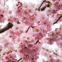 Pink Fraseri Serrulata Flower seeds for Planting - Perfect for Borders, Heirloom & GMO Free Seeds for Home Garden