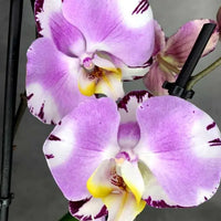 Baby Pink Phalaenopsis Orchid Flower seeds for Planting - Colorful Display, Heirloom & GMO Free Seeds for Home Garden