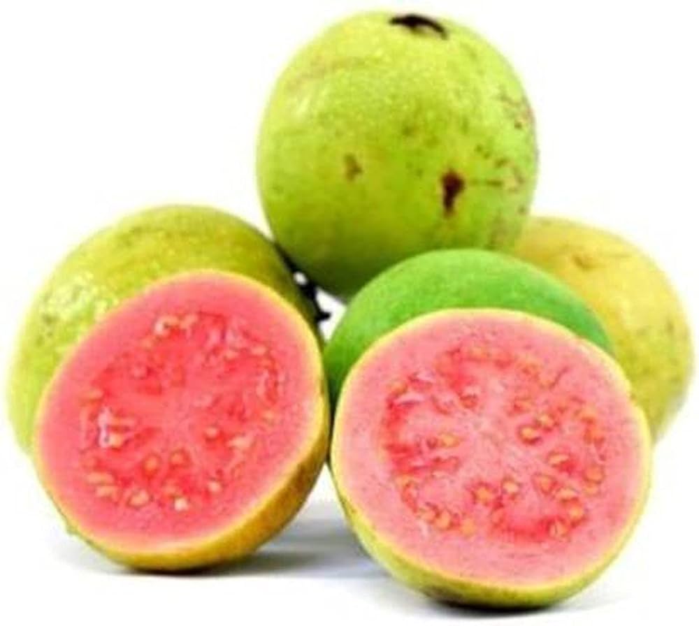 Young Psidium guajava plant growing