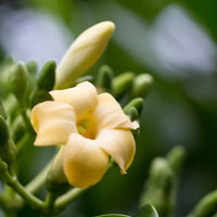 Pua Kenikeni Perfume Flower Seeds – Heirloom Non-GMO Fragrant Blooms for Garden Planting