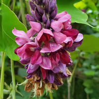 Kudzu Pueraria Lobata Flower seeds for Planting - Easy to Grow, Heirloom & GMO Free Seeds for Home Garden