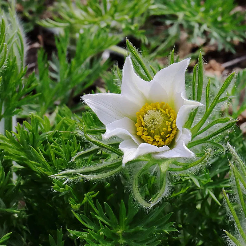 White Pasque Flower seeds for Planting - Long Bloom Season, Heirloom & GMO Free Seeds for Home Garden
