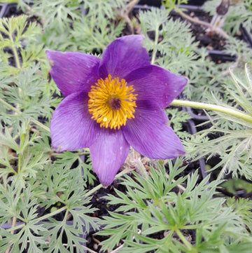 Violet Anemone Pulsatilla Flower Seeds for Planting Fragrant Blossoms Heirloom & GMO Free Seeds for Home Garden
 
 Sale