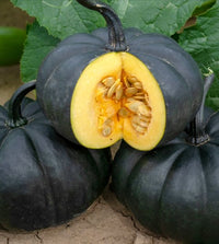 Black Pumpkin Seeds for Planting: Grow Your Own Vegetable Harvest