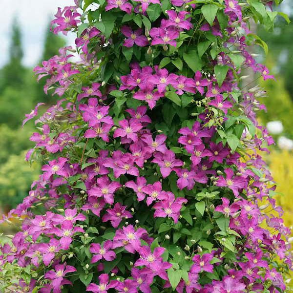 Perennial Vine Climbing Flower seeds for Planting - Cottage Garden Essential, Heirloom & GMO Free Seeds for Home Garden