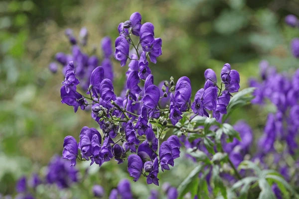Eisenhut Flower seeds for Planting - Low Maintenance, Heirloom & GMO Free Seeds for Home Garden