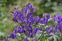Eisenhut Flower seeds for Planting - Low Maintenance, Heirloom & GMO Free Seeds for Home Garden