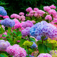 Purple Hydrangea Flower Seeds for Easy Planting