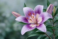 Purple Lilium Brownii Flower seeds for Planting - Hardy Variety, Heirloom & GMO Free Seeds for Home Garden
