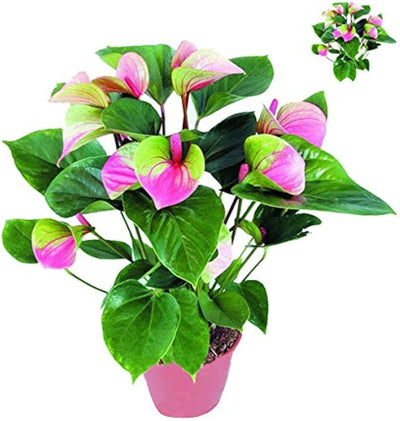 100 Pcs