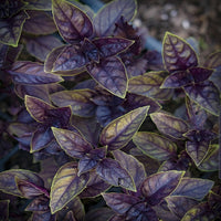 Planting guide for purple basil seeds