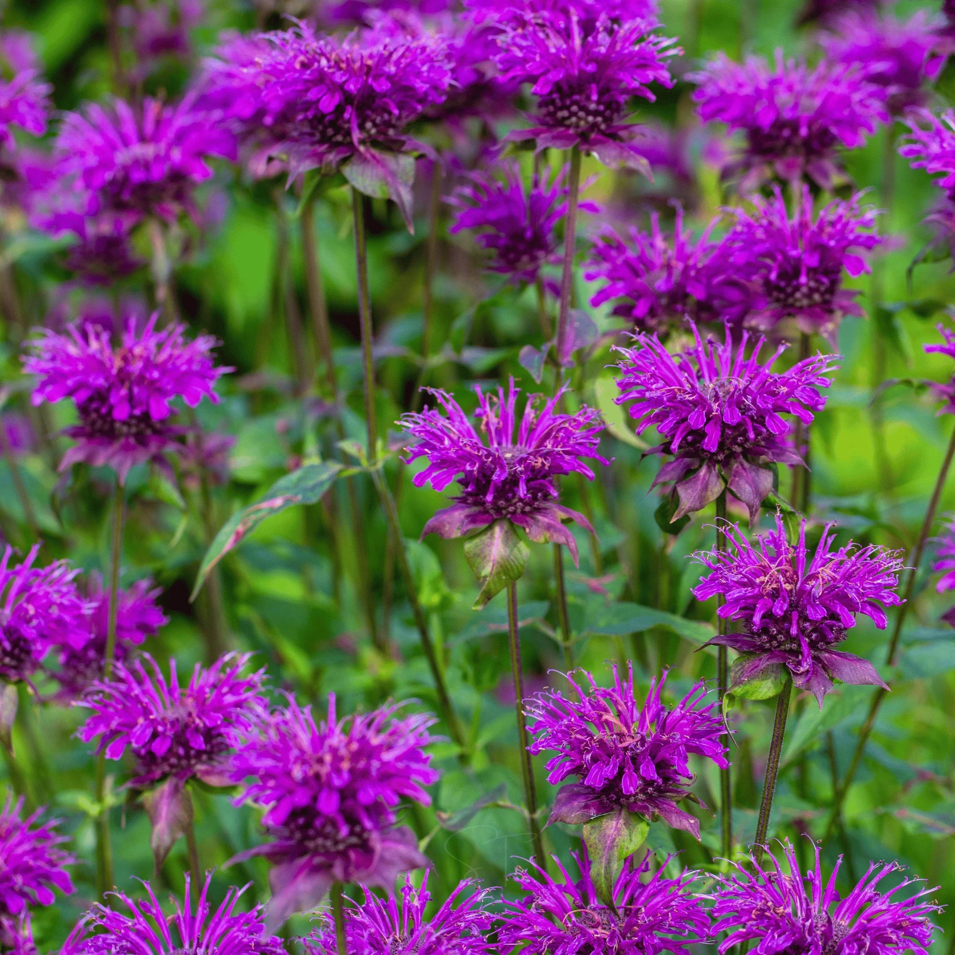 Purple Bergamot Flower seeds for Planting - Garden Favorite, Heirloom & GMO Free Seeds for Home Garden