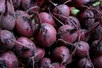 Purple Beet seeds for home garden planting, non-GMO