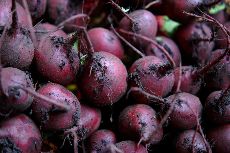 Purple Beet seeds for home garden planting, non-GMO