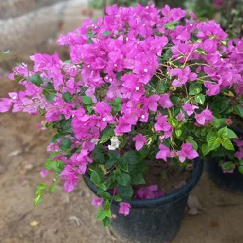 Light Violet Bougainvillea Flower Seeds for Planting Fragrant Blossoms Heirloom & GMO Free Seeds for Home Garden
 
 Sale