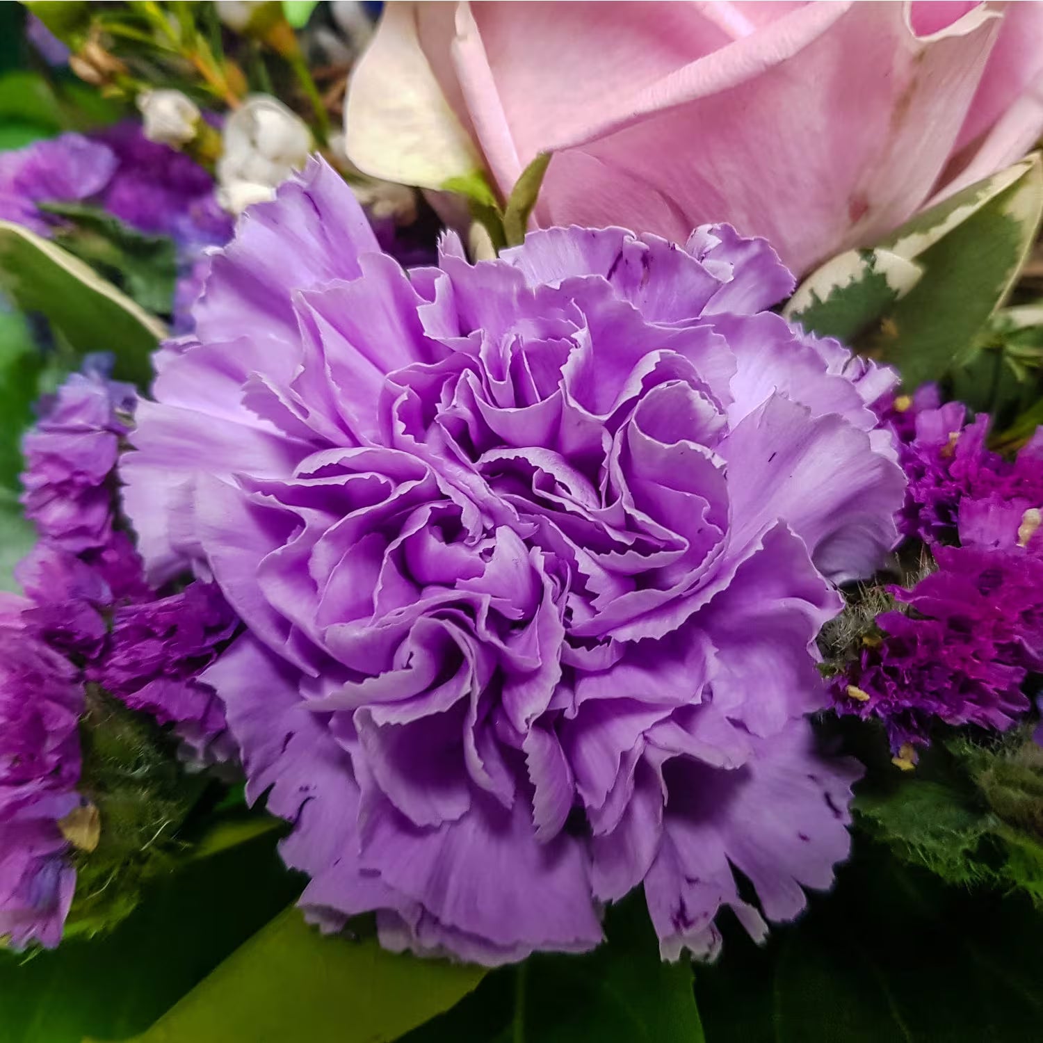 Lavender Carnations Flower seeds for Planting Perfect for Borders Heirloom & GMO Free Seeds for Home Garden 
 
 Sale