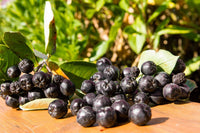 Purple chokeberry seeds with ripe purple berry clusters