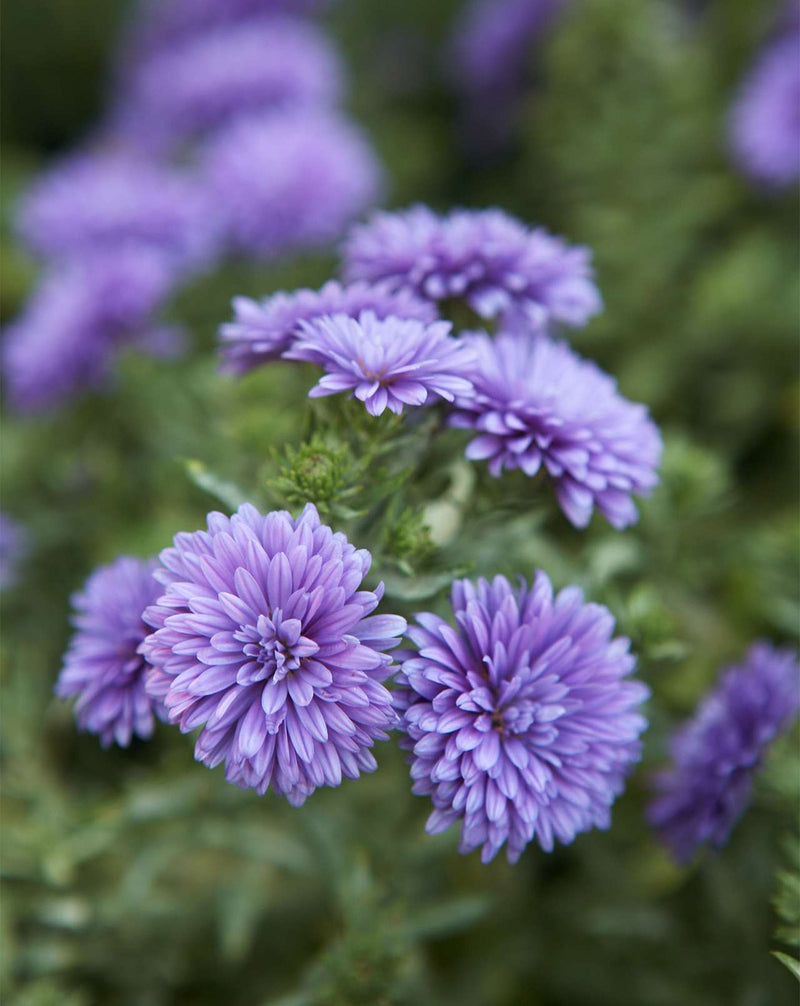 Blue Violet Chrysanthemum Flower seeds for Planting - Seasonal Bloomer, Heirloom & GMO Free Seeds for Home Garden