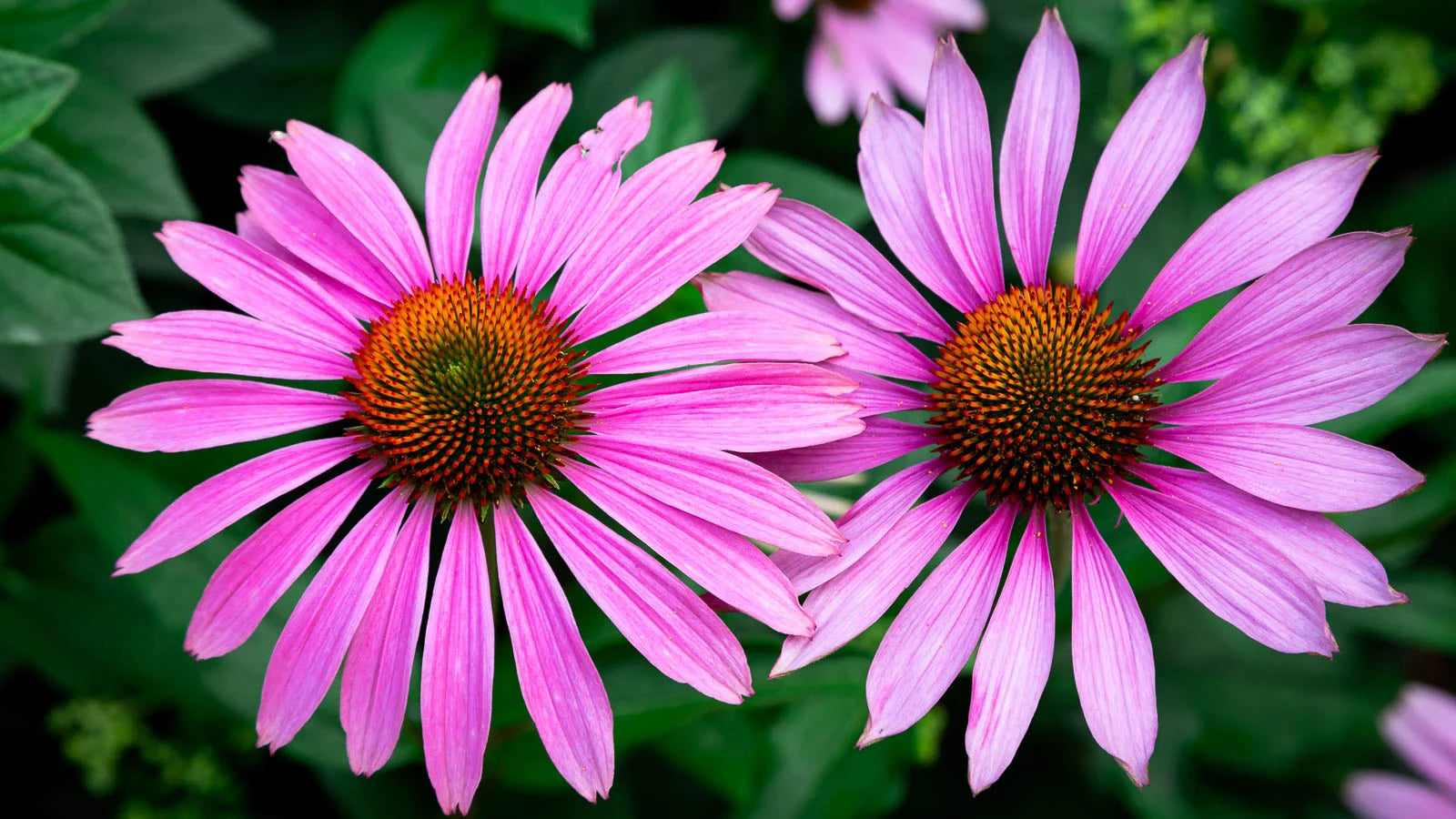 Violet Mini Sunflower Seeds for Planting, Heirloom Non-GMO, High Germination Organic Garden Seeds
