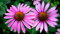 Violet Mini Sunflower Seeds for Planting, Heirloom Non-GMO, High Germination Organic Garden Seeds