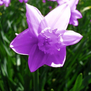 Elegant purple daffodil blossoms in sunlight