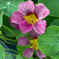 Pink Tropaeolum Majus Flower seeds for Planting Fragrant Blossoms Heirloom & GMO Free Seeds for Home Garden