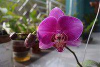 Purple Butterfly Orchids Flower seeds for Planting Sun Loving Heirloom & GMO Free Seeds for Home Garden 
 
 Sale