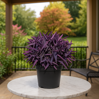 Tradescantia Pallida Flower seeds for Planting - Colorful Display, Heirloom & GMO Free Seeds for Home Garden