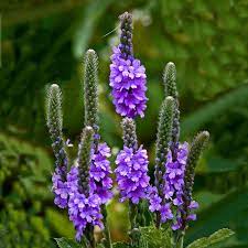 Mature Purple Hoary Vervain in wildflower meadow