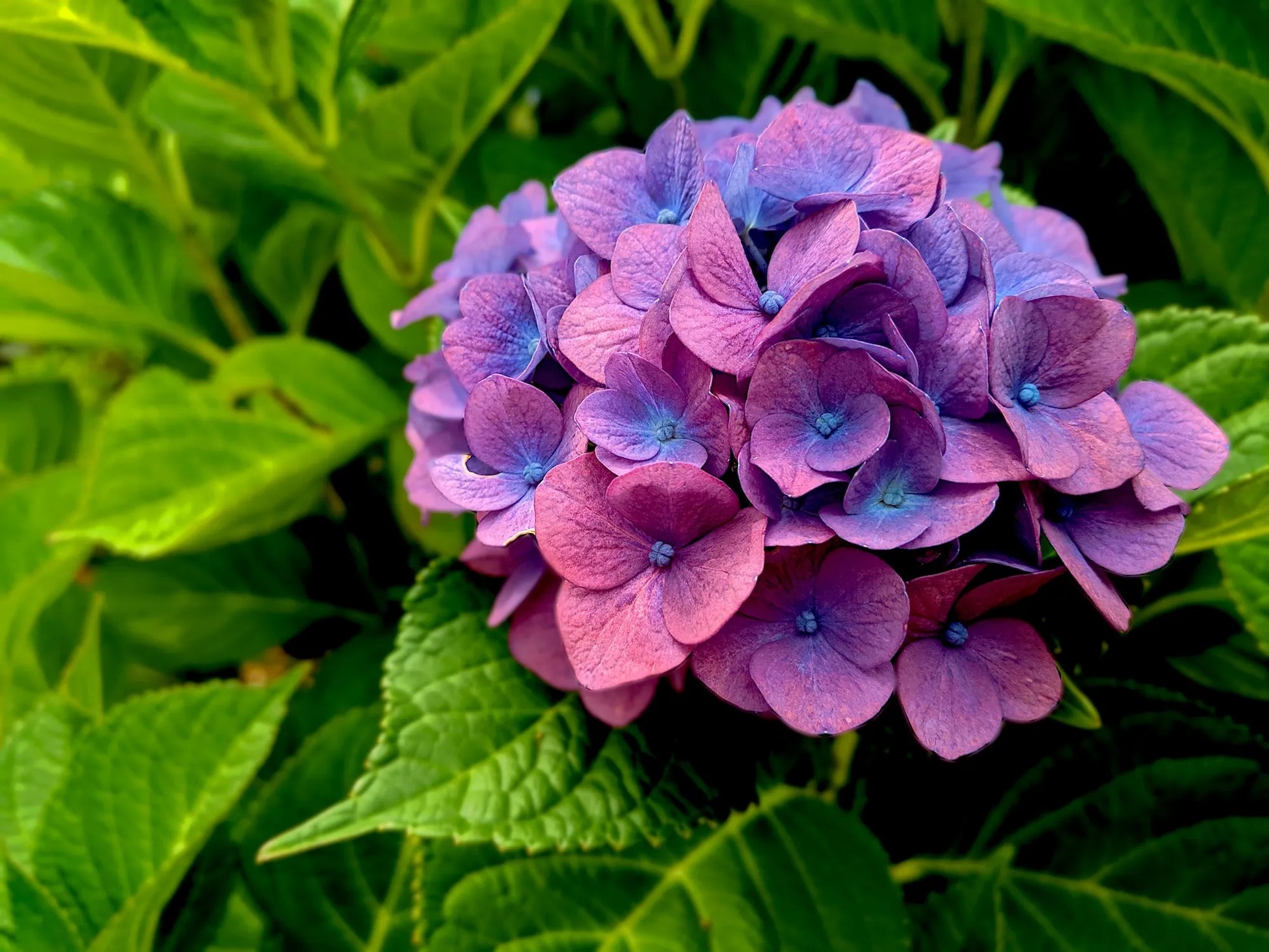 Lavender Hydrangea Flower seeds for Planting - Perfect for Borders, Heirloom & GMO Free Seeds for Home Garden