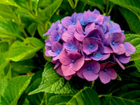 Lavender Hydrangea Flower seeds for Planting - Perfect for Borders, Heirloom & GMO Free Seeds for Home Garden