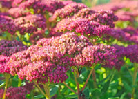 Pink Sedum Telephium Flower seeds for Planting - Wildflower Mix, Heirloom & GMO Free Seeds for Home Garden