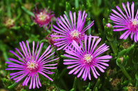 Purple Delosperma Stardust Flower seeds for Planting - Cut Flower Favorite, Heirloom & GMO Free Seeds for Home Garden