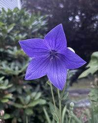 Violet Flower seeds for Planting - Bright Blooms, Heirloom & GMO Free Seeds for Home Garden