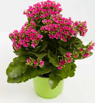 100 Pcs